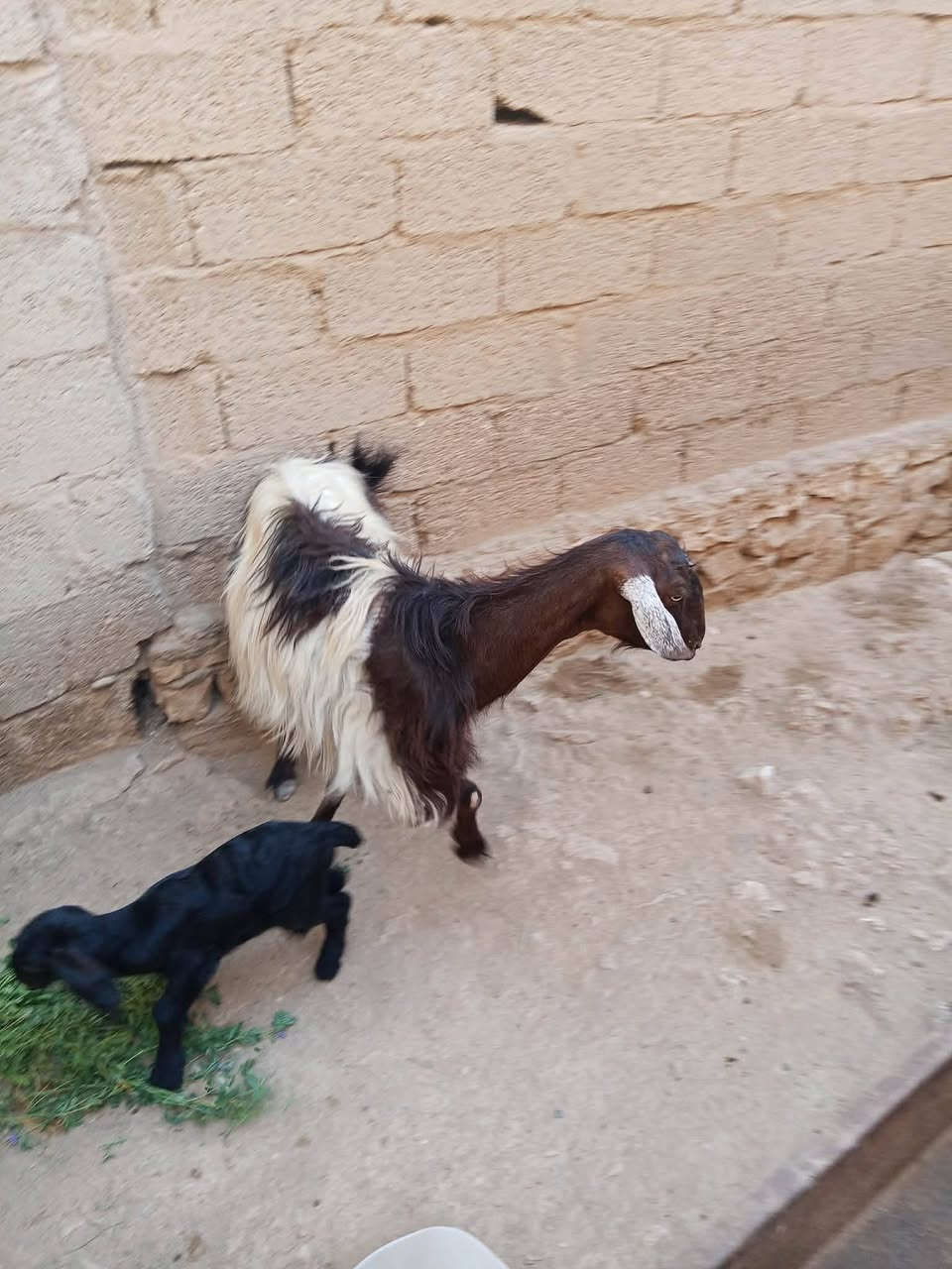 السلام عليكم 
(مكلف بالنشر) 
متاح عنز رغوث عنز خشنه وراها جدي شامي اقچم ما شاءالله عليها مثل ما واضحه گدامكم  عنز جناي سنها الي وراها (رابع)  شرط النصاح على كل عيب مكانها الكرابله قرب (مدرسة المكارم) اخوان اني مكلف بالنشر الي اله مصلحة بيها ويريد يعرف سعرها او اي تفاصيل يتواصل ويه صاحبها 
هذا رقمه ( ***********)
