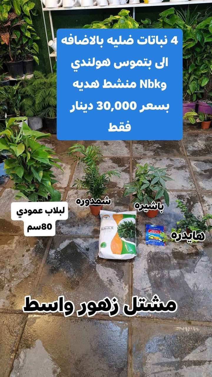 عروض العيد 4 نباتات ضليه بسعر 30,000 فقط بتموس هولندي هديه
يفتح المشتل طيله ايام الاسبوع من الساعه 8:00 صباحا والى الساعه 11:00 ليلآ
#مشتل_زهور_واسط العنوان كوت فلكه الحاوي شارع مجمع دمشق الطبي مقابل ابتدائية الكوت للتعليم الأساسي #يوجد_توصيل_داخل_الكوت
*********** لطلب والاستفسار واتساب  او مراسله الصفحه الشخصيه بلال الواسطي🌹😊
