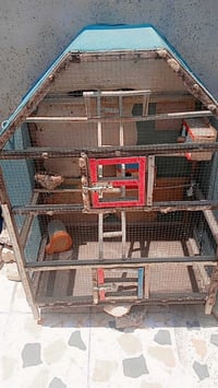 قفص طيور • طيور حب • بي مجال