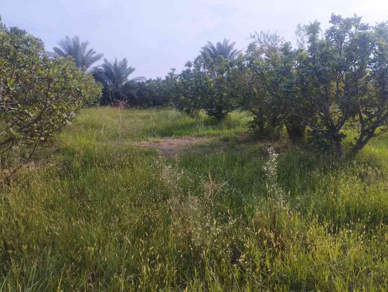 #بسم_الله/ أرض للبيع محافظة النجف/ ناحية العباسيه (دونم ونص) وجهيا 45نزل 100 تصلح لكل أنواع الاستثمار  ومنها الزراعه لخصوبة تربتها وموقها المميز/ التفاصيل تقع هذه الارض على الشارع العام طريق الزوار جاي من جسر الحديد ( الأعمى') مو عشط الجها ثانيه فقط ماي رسمي من شط  عن ناحية  العباسيه حوالي(١)كم  فيها أكثر من(٥٠) نخله من أفظل الانواع وكذالك أنواع من الاشجار المثمره مثل التين اكثر من(١٠٠)شجرا تين السعرالاتصال(***********) واتساب اوالخاص؟#مع_تحيات_خادمكم
