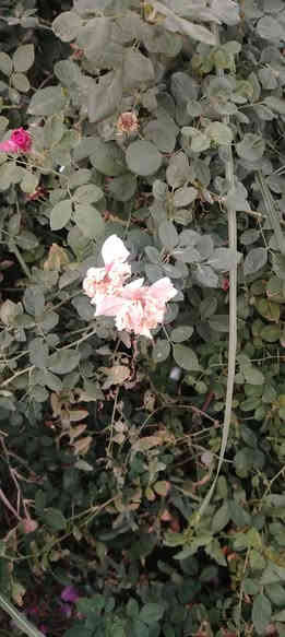 كلشي جاهز جمله مفرد طريق حله نجف الرارنجيه ماكو توصيل 
***********
