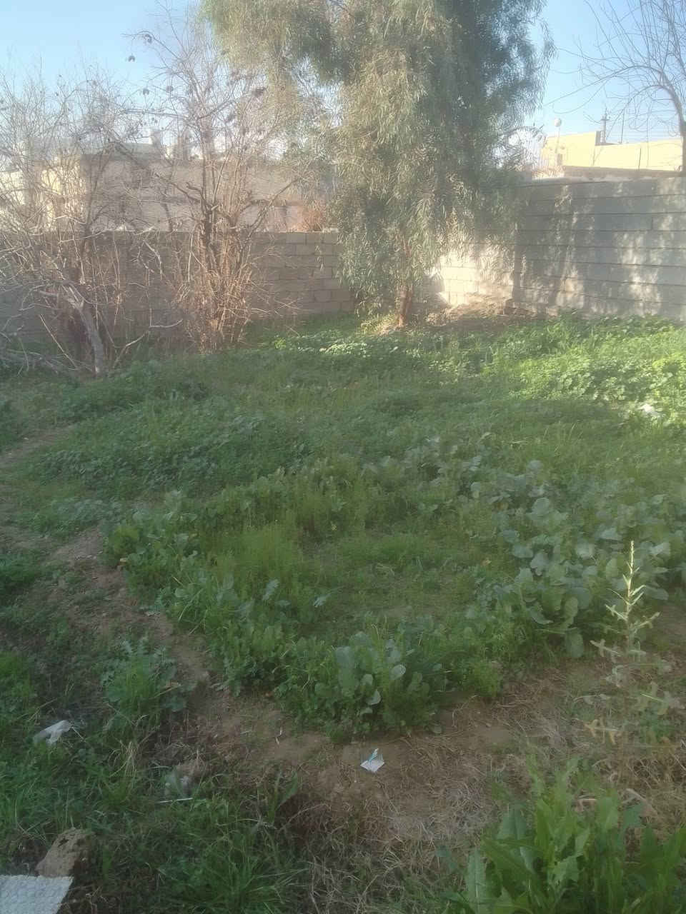 دار قديم للبيع مساحة 600متر العنوان حي گولان المعسكر للاستفسار الاتصال بالرقم ***********
