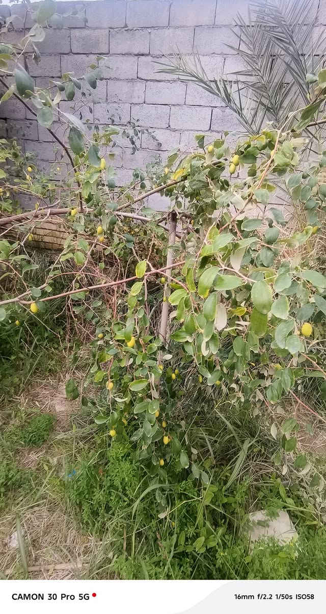 يالله
السلام عليكم قطع 200م عل شارع سديناويه 
قريبه عل تبليط مال شارع سديناويه 
 قطع كلش حلوه ومرت
وجه مسيج  بنص  السكل
باقي التفاصيل  
***********
