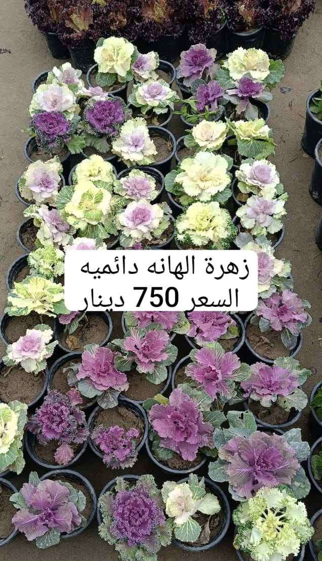 مشتل الروان الشطره, ذي قار


**إذا كنت صاحب هذا الإعلان وتريد حذفه لأي سبب، رجاءا أرسل رسالة إلى الدعم الفني**