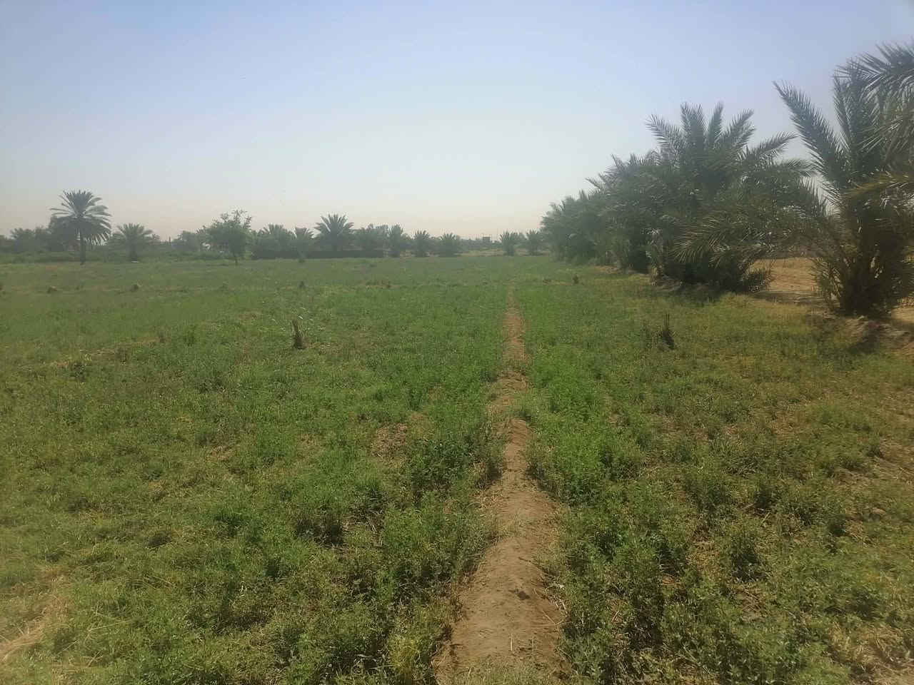 دونم للبيع فرع المصلخ تبعد عن الشارع 300متر عن السوك 5دقايق بيه كافه الخدمات عقد زراعي 117اتصل وادلل ***********
