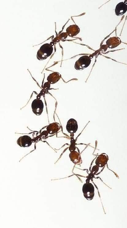موجود رش النمل نتيجه مضمونه 3سنين
والله العظيم هتدعيلى عليه 
ملوش ريحه نهائي وامن جداً على الاطفال 
العبوه ب65ج
توصيل لحد البيت
للتوصيل 01014753810
ان شاء الله هنزل بشاير الخير الاتنين قبل الظهر
ا
موجود ايضا ابراص فيران بق 
اسبرى للقشره والسبان والقملب45ج
@ [28182347544699216:49210:@إشارة]


**إذا كنت صاحب هذا الإعلان وتريد حذفه لأي سبب، رجاءا أرسل رسالة إلى الدعم الفني**