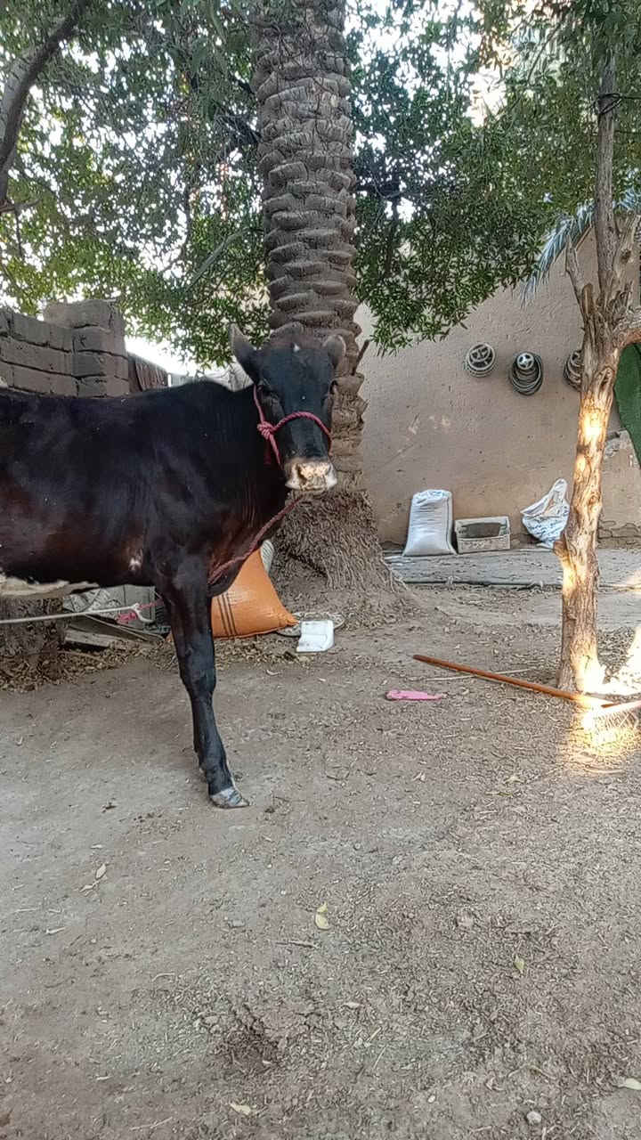 بجر سمينة وخشنة مال نذاري شرط الصحاة 
السعر مناسب أتصال *********** مكاني
الناصرية... والي ماعندة مكان تضل يمي.
