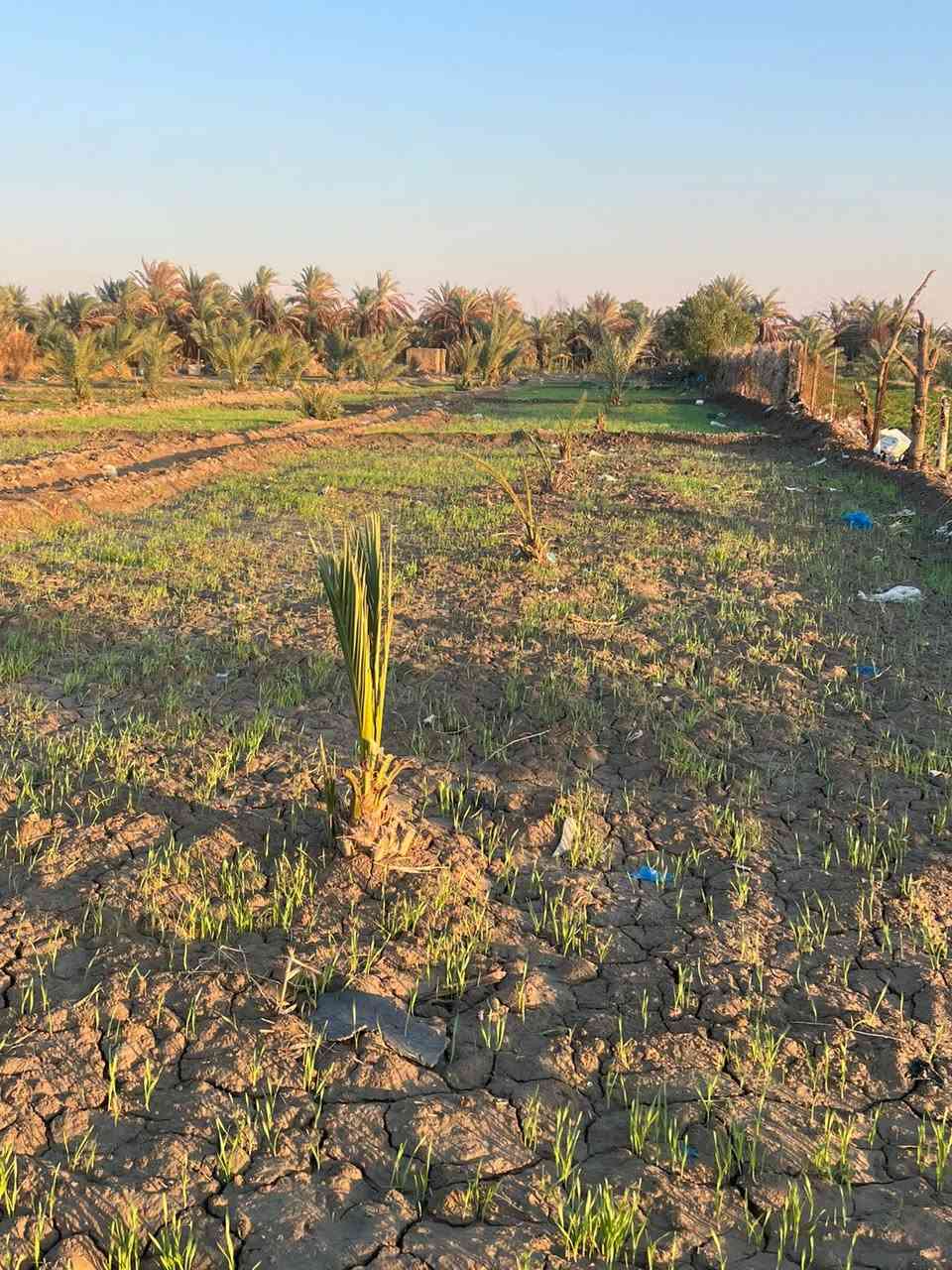 السلام عليكم بستان  زراعي للبيع العرض 18 متر والطول 210 متر قابل للزيادة قريبة بنص المحافظة مباشرة خلف حي المالكي نهاية شارع ابو لبنان بالضبط خلف واقعة تشابيه الطف لموكب أئمة البقيع 
بيها نخل وعلى راك الكرمه الرئيسية تصلح للسكن والخدمات قريبة عليها 
الكاع مو طابو زراعي ولا بيها اي اثبات الكاع النا ولأجدادنا يعني ورث ابً عن جد بس بالخريطة حزام اخضر
الأستفسار 

***********
