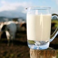 حليب جاموس • طبيعي ١٠٠٪ • كربلاء طريق طوريج