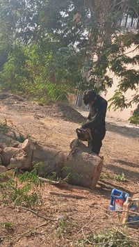 تقطيع الأشجار.  مجانا   مستعدون لقطع كافه  الأشجار العاليه كادر محترف ...