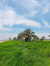 عروض الاراضي الزراعيه الدوانم والاراضي السكنيه الطابو ملك صرف المساحات...