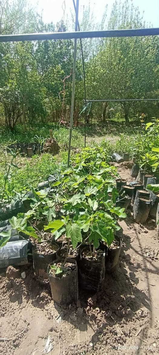 متوفر شتلات تين سعودي +اخضر سعر ٣٠٠٠ ثلاثة الاف سعر الشتلة واحدة

‏‪0781 245 298‬‏


**إذا كنت صاحب هذا الإعلان وتريد حذفه لأي سبب، رجاءا أرسل رسالة إلى الدعم الفني**