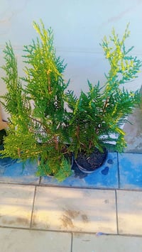 مشتل المدينة • توصيل مجاني • طريق المثلث