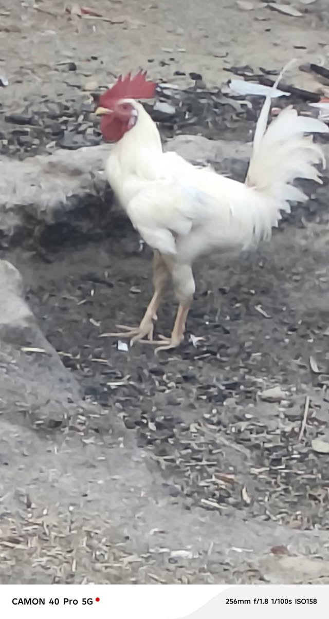 متاح عرب ديج ودجاجه


**إذا كنت صاحب هذا الإعلان وتريد حذفه لأي سبب، رجاءا أرسل رسالة إلى الدعم الفني**