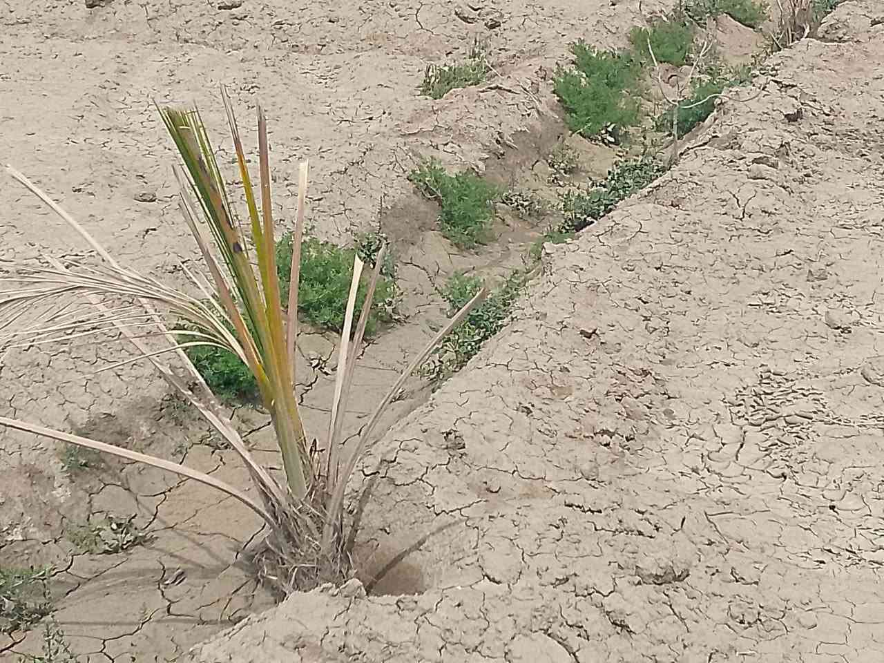 يوجد لدينه دوانم 6عله طريق دغاره وره ثروه لحيوايه علمشروع صب بيه بير توازي وكهربا سند 25)***********
