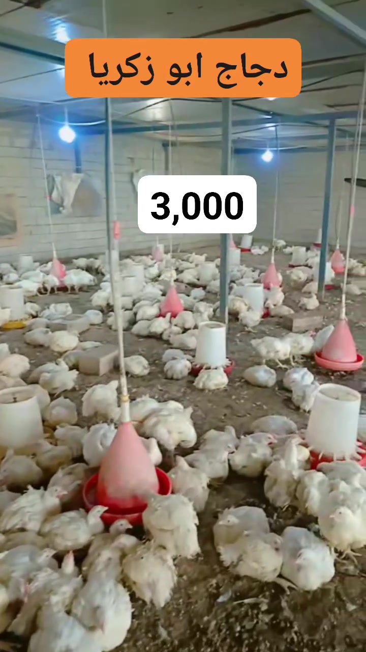 السلام عليكم 
اليوم وصلتنا وجبه جديده دجاج حي
الاوزان 2 كيلو الى 3 كيلو
سعر الكيلو 3,000
المكان قرية تل عاكوب 
 ‪***********‬‏
