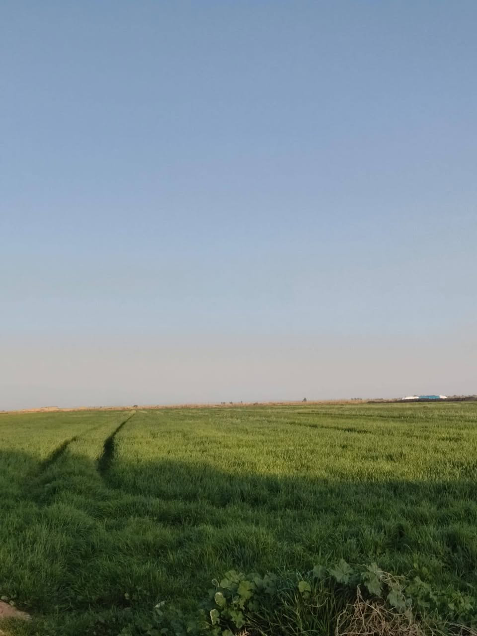 أرض زراعه ١٧دونم صدر ماء وكهرباء مدارس بتدائيه ومتوسطه وعداديه تبعد المدارس 300متر.  تبليط يبعد 20.  متر

***********

***********
