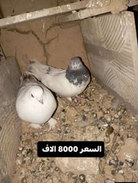 شراي • خاص • تدلل