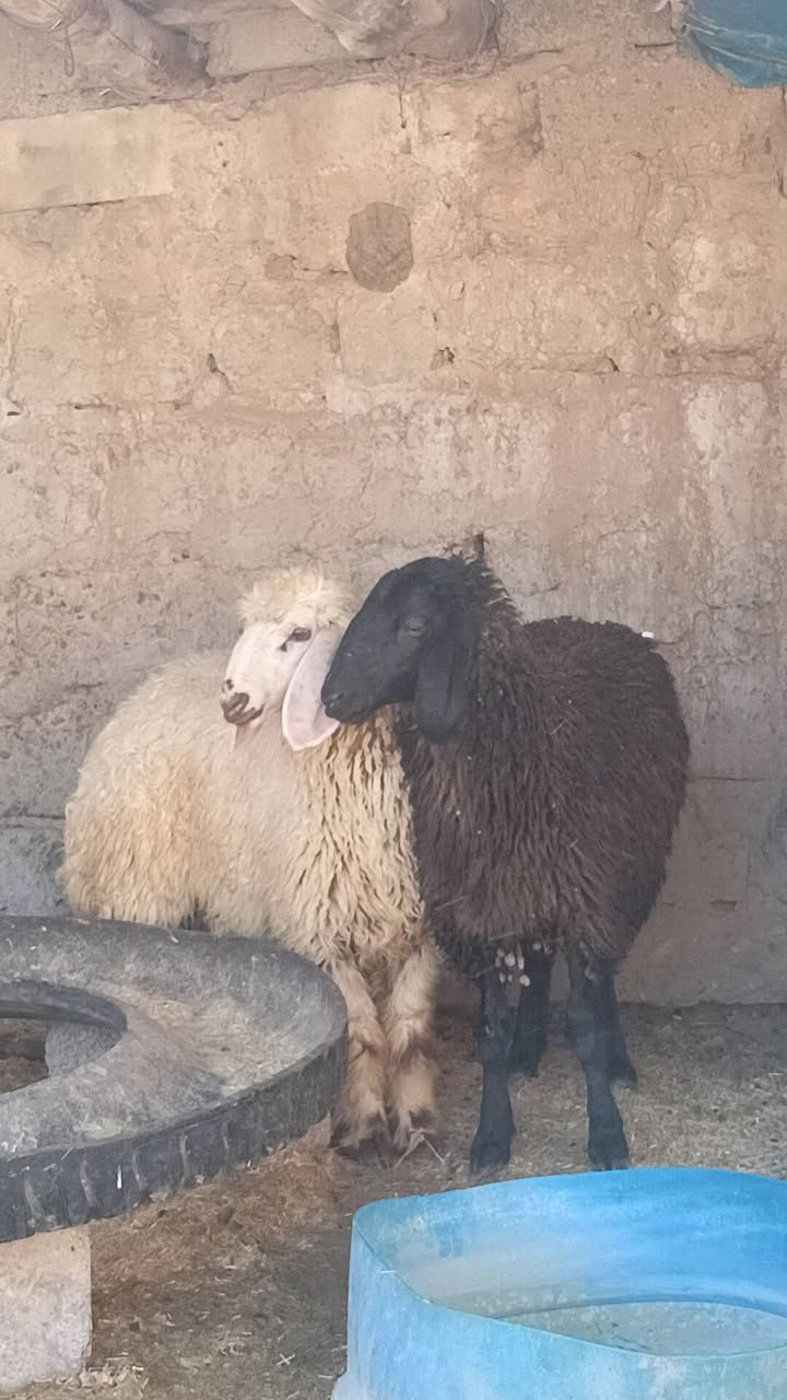 السلام عليكم
دجات العدد 3
ونعجه بگمه صرصه 
حانيه شهرين الشايلتو الثالث
مكفلات من كل عيب 
مكاني الشرقاط قرية شكرا 
***********
