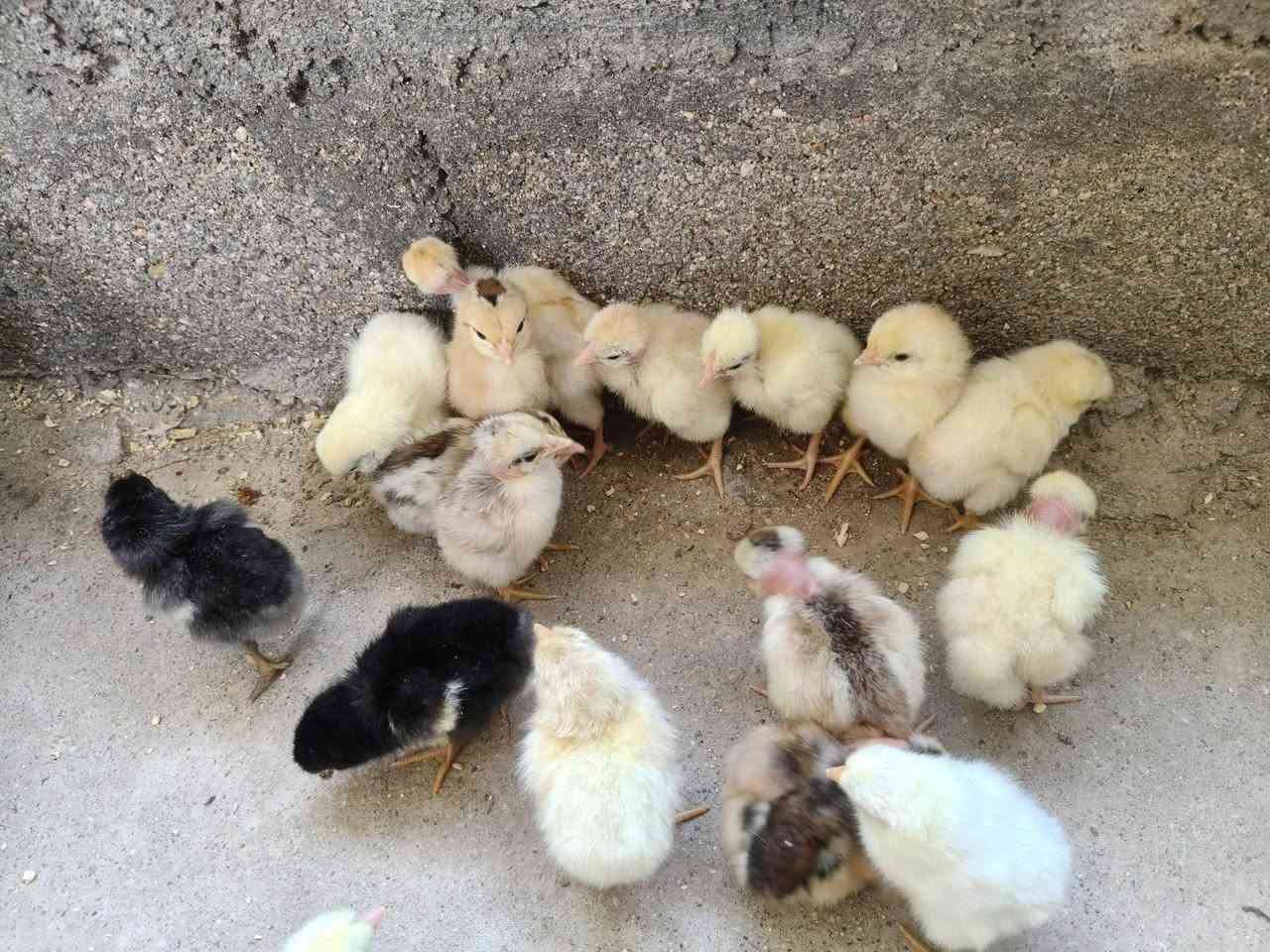 السلام عليكم افراخ للبيع ابو ركيبة سعر الزوج اللفين ونص و عرب سعر الزوج اللفين مكاني القرنة


**إذا كنت صاحب هذا الإعلان وتريد حذفه لأي سبب، رجاءا أرسل رسالة إلى الدعم الفني**