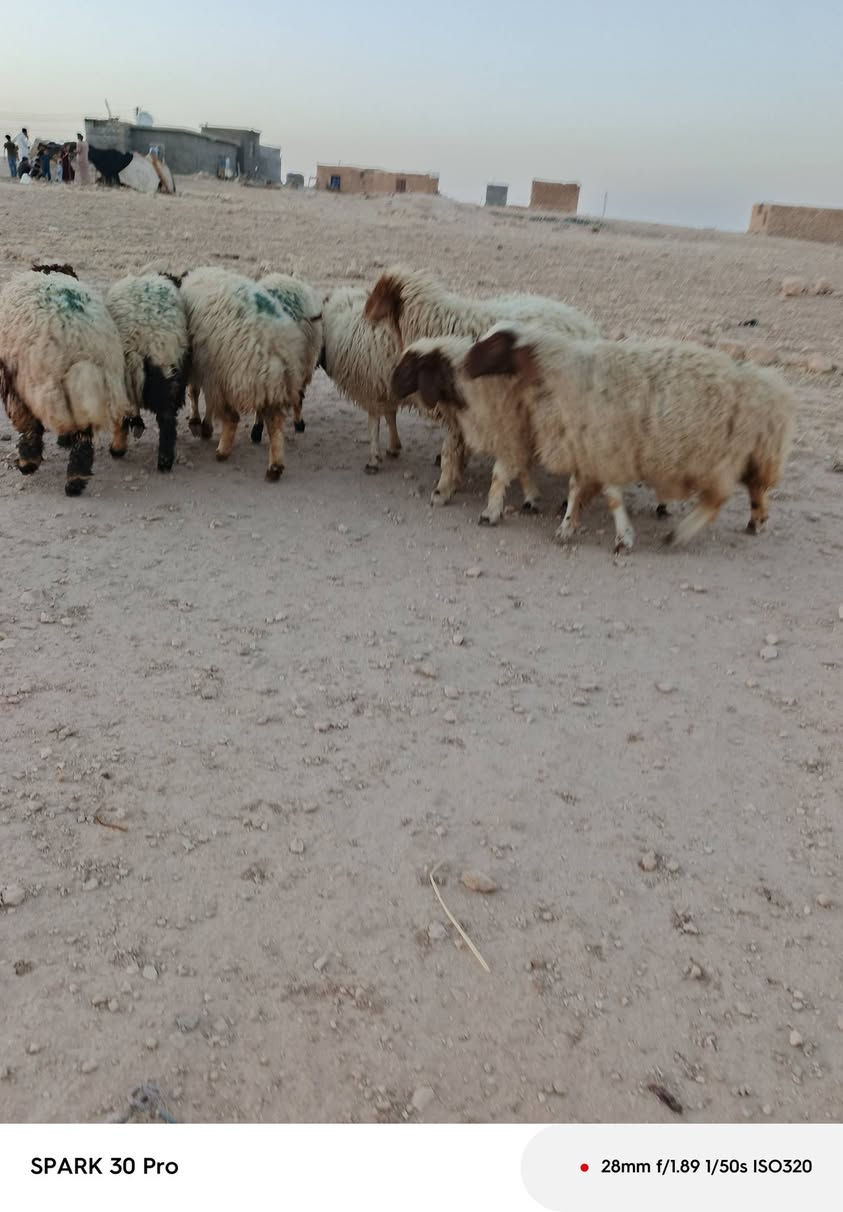 متاااااح 9دجات خشان وسمن كلشي تراهم سعر لزوج ٧٦٠ عنوانه عنه ناحيه ريحانه ***********

