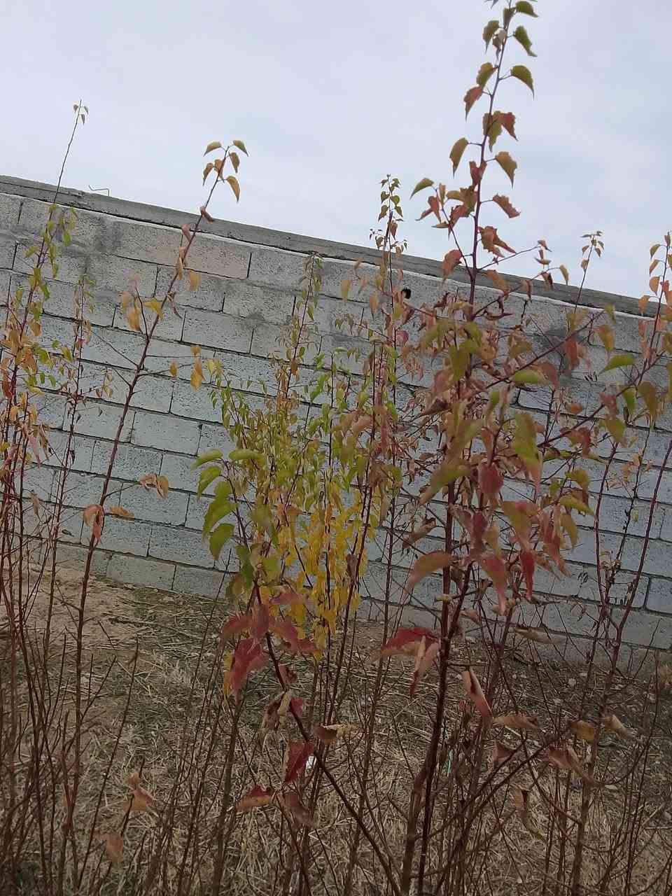 سلام عليكم  يوجد شتال مشمش 
السعر الشتله 1500
الاستفسار على هذا الرقم ***********
