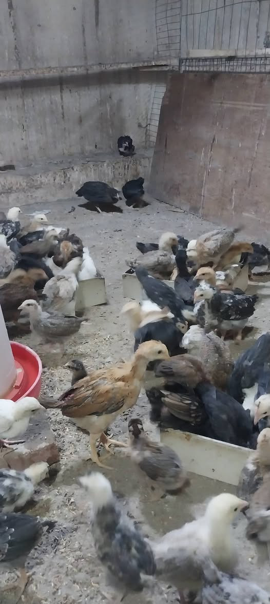 متاح فراريج عرب الزوج ب١٥ مكاني بغداد الكرخ حي الخضراء وملقحات زيتي رباعي عمرهن شهرين


**إذا كنت صاحب هذا الإعلان وتريد حذفه لأي سبب، رجاءا أرسل رسالة إلى الدعم الفني**