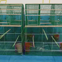 أقفاص صيد • ٤ قطع • نجف الاشرف