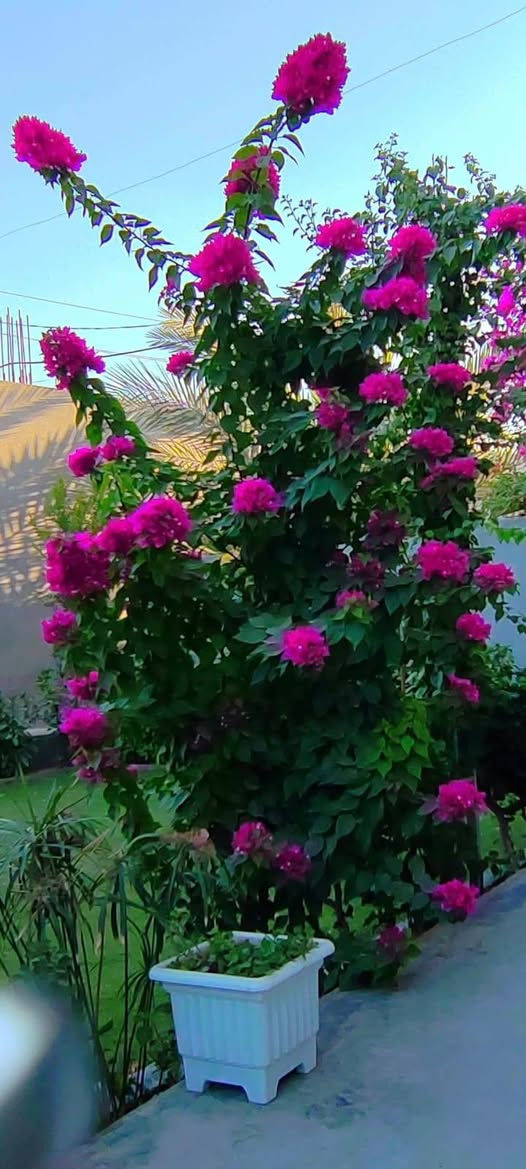 يتوفر لدينا جهنمي شجري إيطالي للحجز والاستفسار مراسلة الصفحه أو الواتساب 
*********** يوجد توصيل لجميع محافظات العراق
