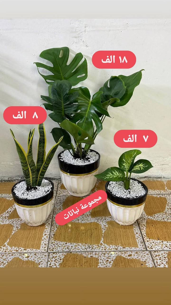 نباتات طبيعية للبيع عروضنا مستمرة يوجد خدمه توصيل لجميع مناطق كركوك للحجز مراسلة الصفحة


**إذا كنت صاحب هذا الإعلان وتريد حذفه لأي سبب، رجاءا أرسل رسالة إلى الدعم الفني**