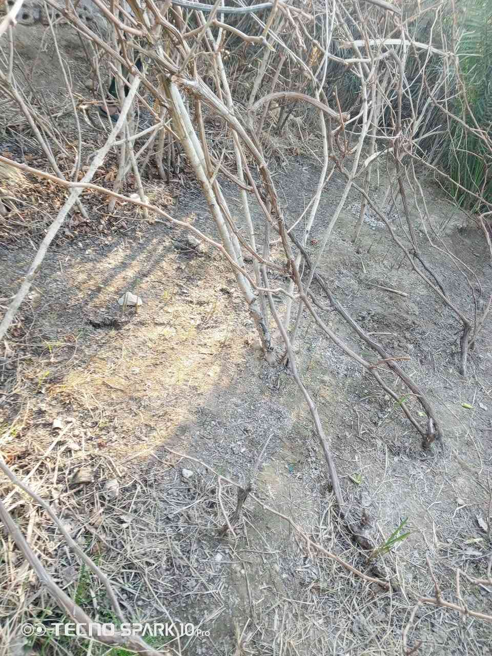 سلام عليكم
عندي هروش عنب للبيع 
العدد 35 هرش
سعر الهرش الواحد 7 الف 
الاستفسار *********** 
مكاني النجف الاشرف قضاء المشخاب
