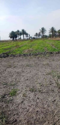 العيساوية • ٧دونم • طابو سند ٢٥