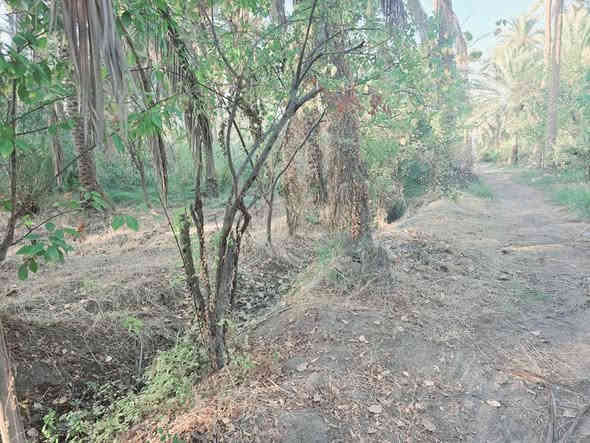 يالله أللهم صل على محمد وأل محمد 

للبيع قطعة  500 متر  طابو زراعي تحويل سهم 

العنوان كربلاء الحسينية قرب جسر الابراهيمية 

تبعد عن شارع الزوار  200 متر وعن جسر الابراهيمية 500 متر 

وعن مركز المدينة 15 كيلو 

تتوفر كافة الخدمات مي سقي سيح مي اساله 

#السعر   75  مليون مع المجال للجاد بالشراء 

للاستفسار اكثر اتصلوا بالارقام التالية 

(  ***********  )(  ***********  )

ابو فاطمة عنوان المكتب قرب جسر الابراهيمية 

عل سايد الخدمي مقابل شارع عون مكتب النافعي للعقارات كربلاء  النافعي للعقار  @أبرز المعجبين
