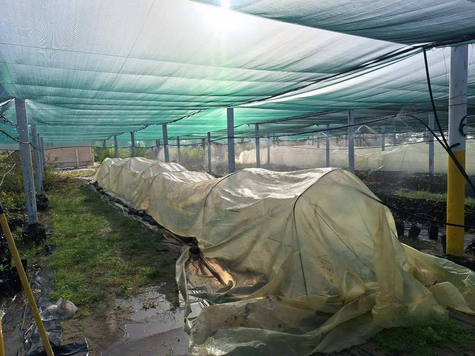 إعلان من مشتل النجف التخصصي 🌿

يسرّنا دعوتكم لزيارة #مشتل_النجف_التخصصي والاطلاع على أجود #الشتلات والنباتات المتوفرة لدينا 🌱🍃

✨ يتوفر لدينا:

 • شتلات فاكهة متنوعة
 • #نباتات زينة
 • إشراف وإرشاد زراعي متخصص

📍 العنوان:
شارع نجف كربلاء – عامود 173 – قرب أكاديمية الشرطة

🕒 أوقات الدوام:
من الأحد إلى الخميس
من الساعة 8:00 صباحًا إلى 1:00 ظهرًا

🌱 #مشتل_النجف_التخصصي – خبرة وإنتاج يخدم زراعتكم #دائرة_البستنة


**إذا كنت صاحب هذا الإعلان وتريد حذفه لأي سبب، رجاءا أرسل رسالة إلى الدعم الفني**