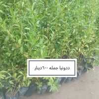 وبركاته كل عام وانتم بالف خير وصحه وسلامه   إخواني الكرام 🌱 منشور جديد...