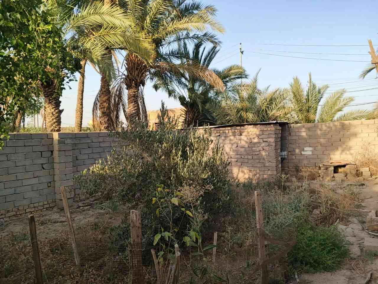 السلام عليكم بيت للبيع مساحه 600 متر من ظمنه قطعه و20 نخله ع شارع العام منطقة الخليليه مجاور مدرسة الفارس الاستفسار عن هذا رقم ***********
