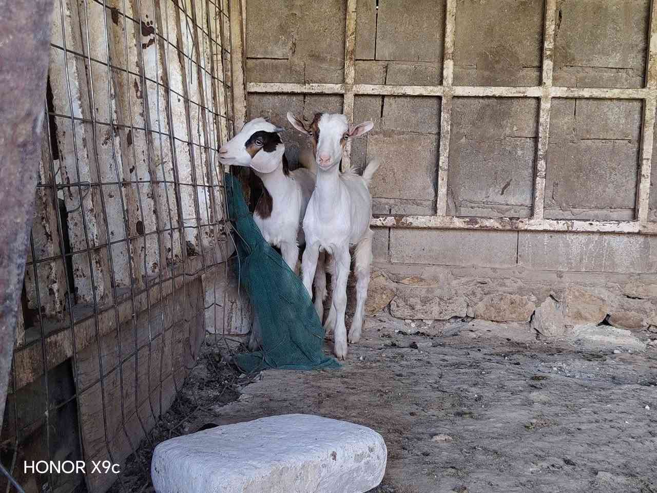 بسم الله تبارك الرحمن
اخوان متاح زوج جدايه غزلانيات قطريات مالاات ربط حيل حلوات ونضيفات وعدلات بعدهن ع لحليب بس كبار ياكلن سعر زوج فقط335  مكاني الانبار  حديثه ***********.وحياكم الله
