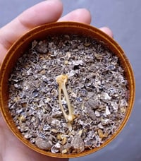 عضم هدهد للبيع تجي تفحص بيدك وتاخذ فقط سعره وتفاصيل خاص مكاني بغداد مد...