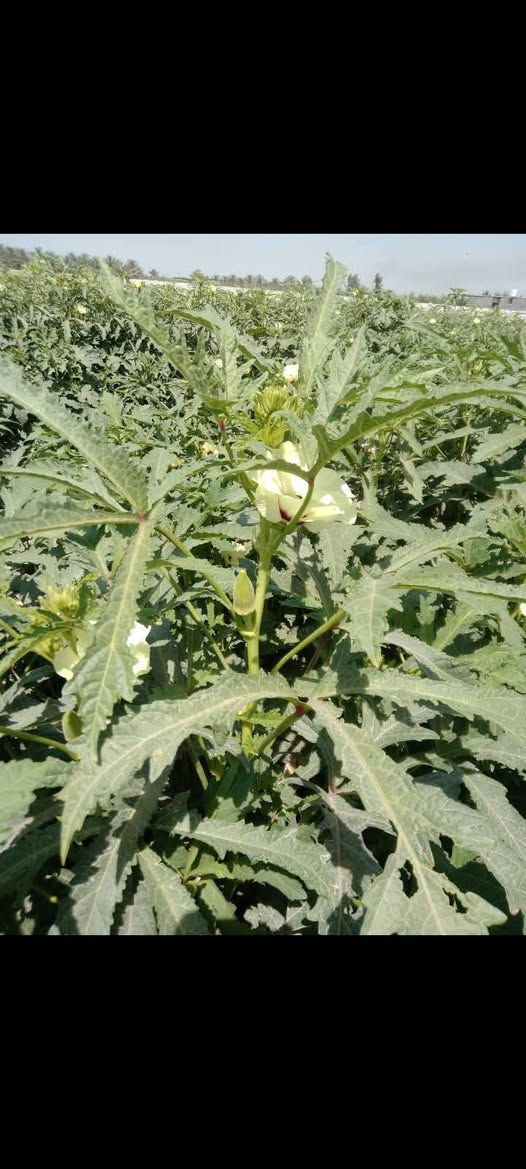 بزر بانيا متعهد بيه اسم البزر سلطانه ***********
