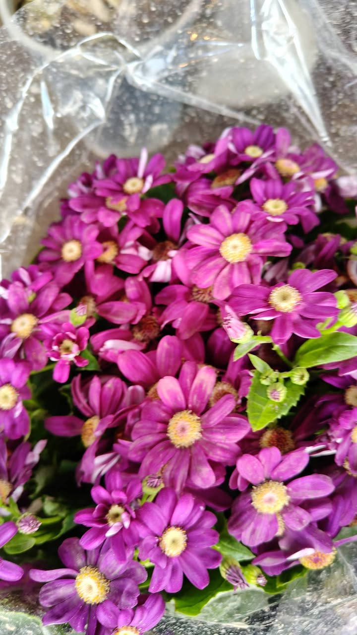 وصلتنا اليوم وجبه جديده من النباتات الخارجيه والنباتات الظليه
مشتل زهور واسط 🌸
📍 العنوان: الكوت - فلكة الحاوي - شارع مجمع دمشق الطبي.
🚚 خدمة التوصيل: متوفرة داخل مدينة الكوت فقط.
نستقبلكم بكل حب لتزيين منازلكم بأجمل أنواع الزهور والنباتات.

يفتح المشتل طيله ايام الاسبوع من الساعه 8:00 صباحا والى الساعه 7:00 ليلآ
*********** لطلب والاستفسار واتساب  او مراسله الصفحه الشخصيه بلال الواسطي🌹😊
