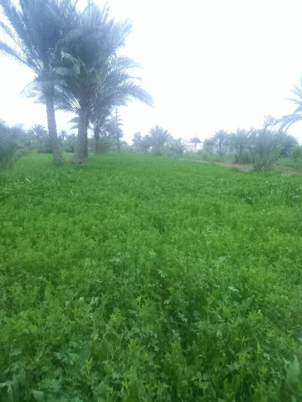 من رخصت مدير الكروب يو جد لدين ضمان برسيم اليريد ايخابرني *********** قرب شارع الصيني
