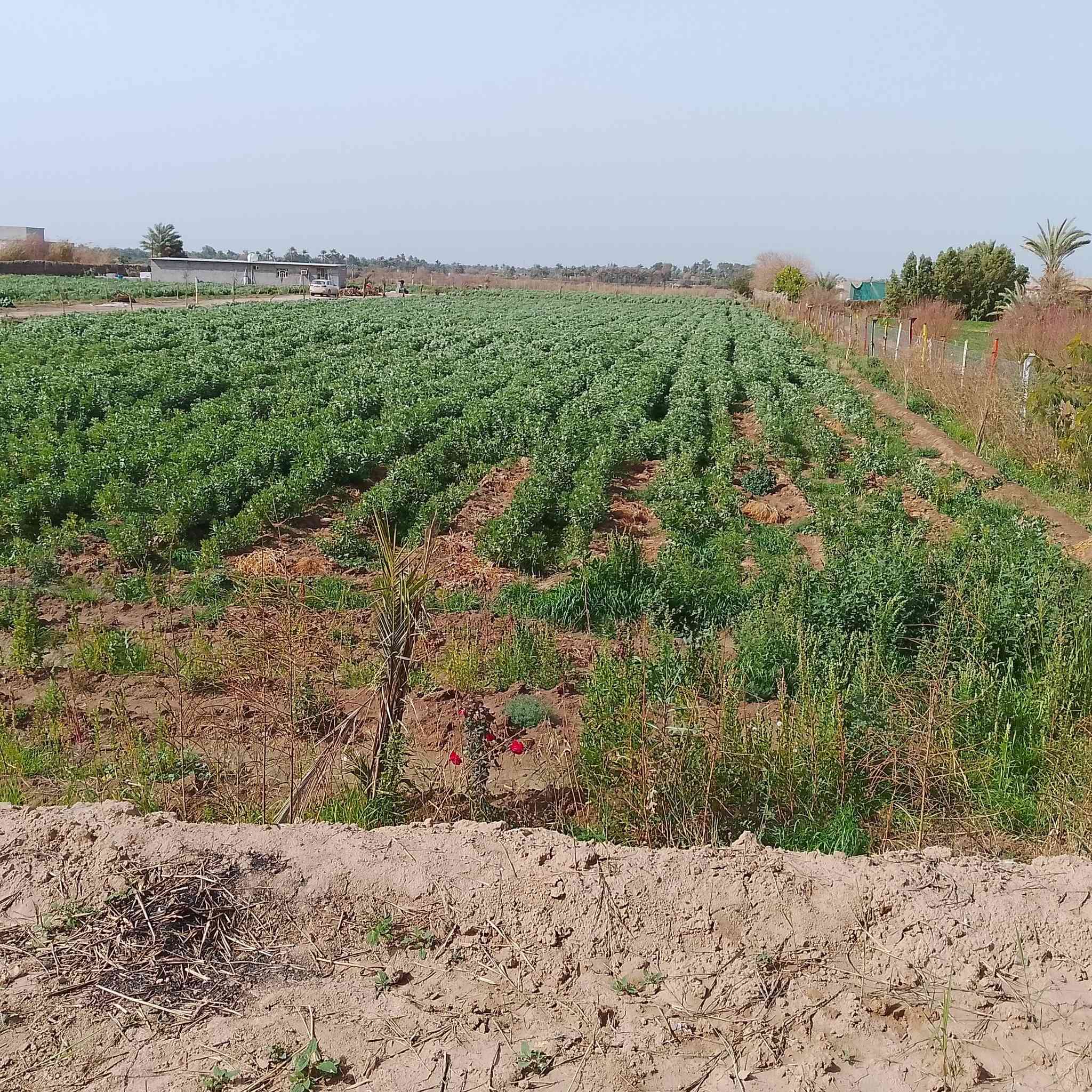 السلام عليكم أرض طابو سند 25شرط التحويل شاطيه المساحه 4دوانم مسيجه الوجه 45ونزال230 موقعها العزيزيه منطقة الدير  الشارع التبليط صدرها على التبليط ونهايتها الشط يعني ترهم سياحه وكلشي يعجبك بيها يصير موقع ممتاز يتوفر قربها مستوصف ومدارس واسالة ماء يعني كاملة الخدمات ***********
