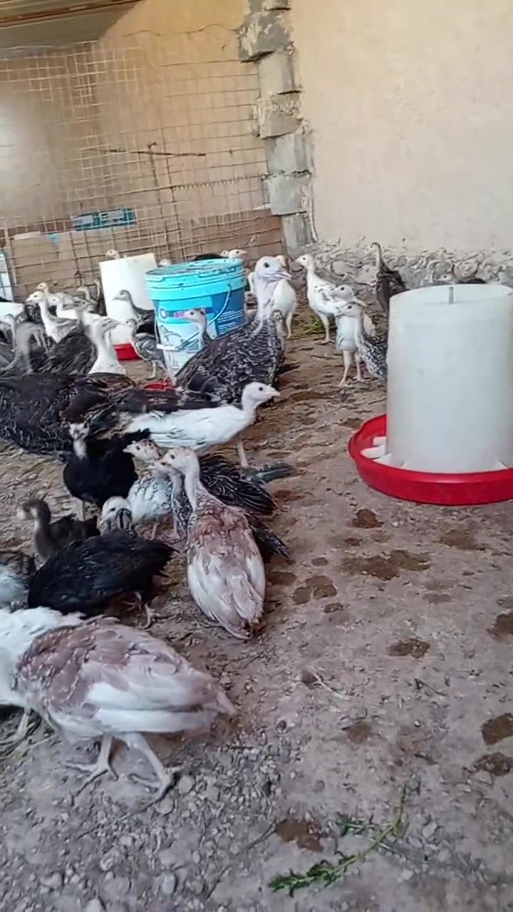 فسيفس العمر شهرين
الزوج 25 الف المكان كبيسه 
اتصل على الرقم ***********
