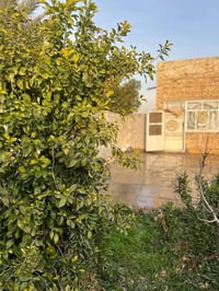 الشفعية الديوانية • ٥ دونم • مزرعة نخيل