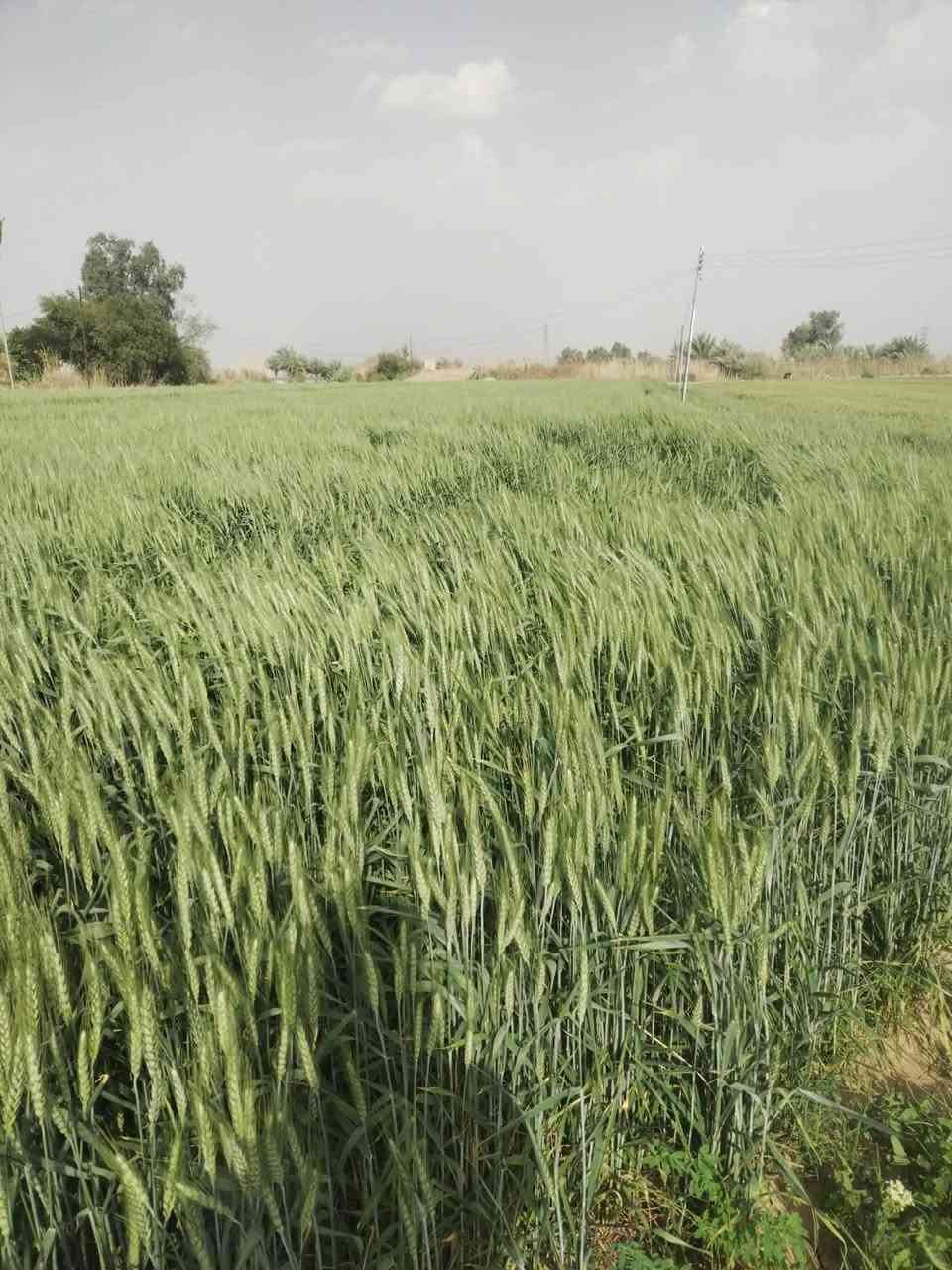 ارض للبيع ٢٤ دونم  طابو صرف بيها بيت ونهر مي متوفر  وطريق وكرهباء  رسمي على طريق حمزه شوملي ٨٠٠ متر عن شارع الشراي يتصل ***********
