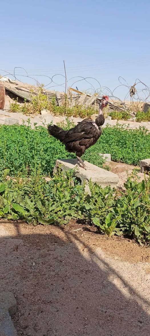 دجاجه وديج ابو ركبه للبيع مكاني بصره مطيحه شارع الزيتون قرب سيد عدنان الفرع الاول الفرع الثاني ام قصر قرب بايبات الغاز السائل ***********

