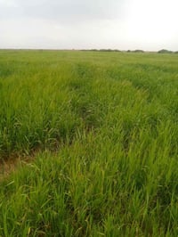 شعير وحنطه • ٣٠ دونم • طريق ميمونه