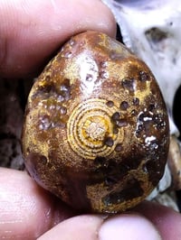 عقيق سليماني • بدون صقل • عقيق عيون طبقي