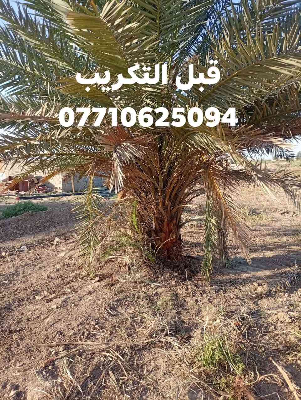 قطع الأشجار والنخيل بغداد واتساب ***********
