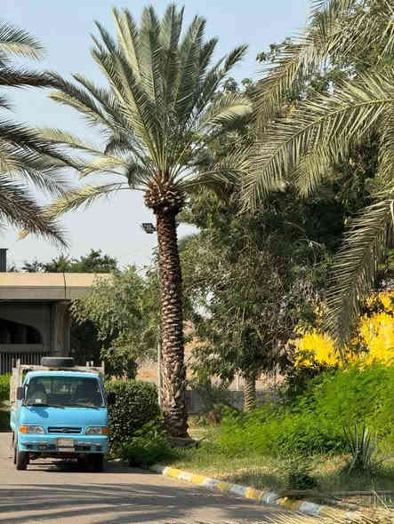 السلام عليكم مستعدون التكريب النخيل وقص التمر وقطع الشجار والنخيل التوصل واتساب او تصال***********
